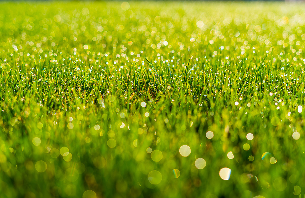 Denton Lawn Care interior-banner