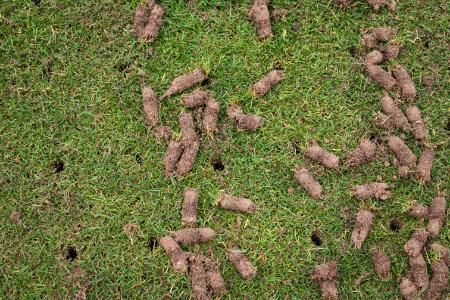 How Core Aeration Helps Grass Grow Thicker and Healthier