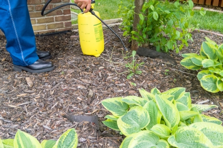 Why Store-Bought Weed Killers Often Fall Short in Leander Lawns